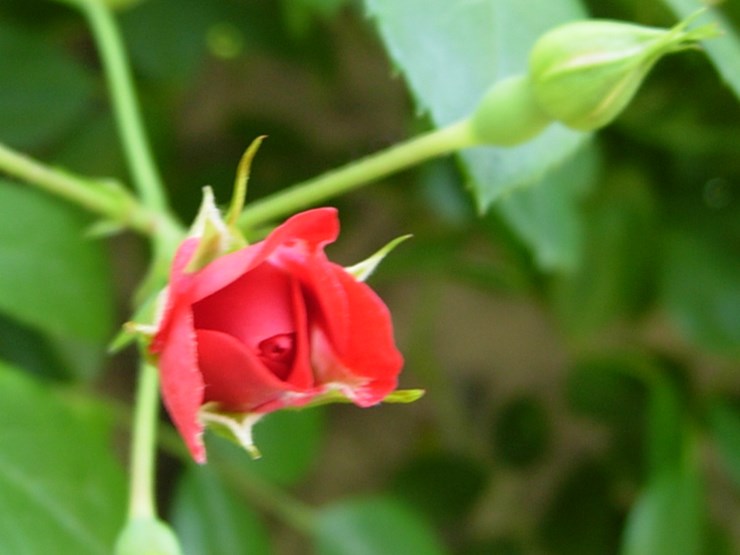 DSCN6961.JPG