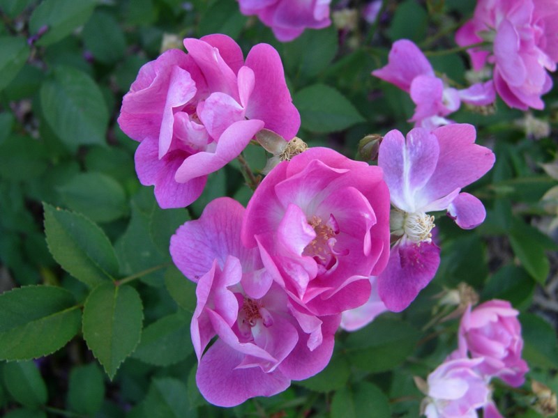 DSCN0006-1.JPG