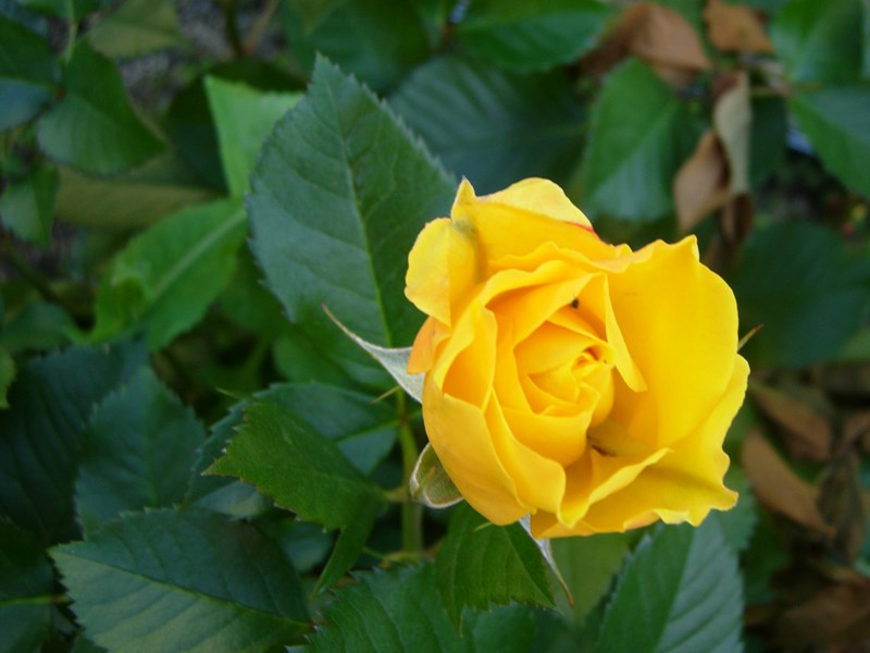 DSCN0012.JPG