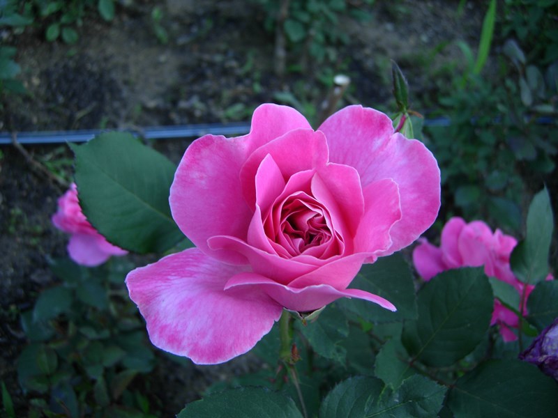DSCN0018.JPG