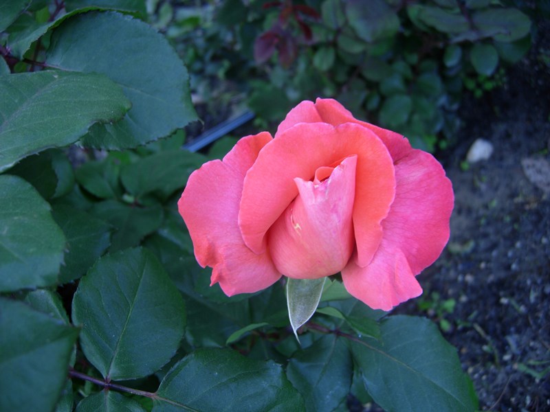 DSCN0019.JPG