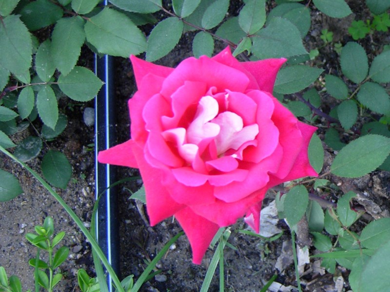 DSCN0021.JPG