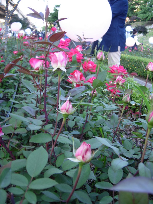 DSCN0022.JPG