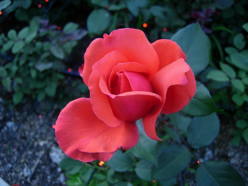 DSCN0023.JPG