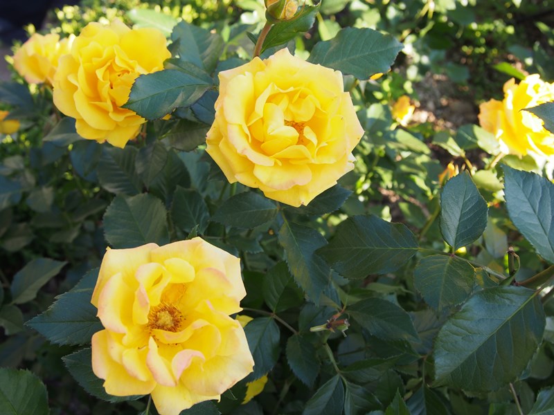 P1010008.JPG