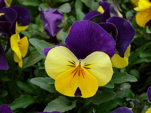 DSCN4740.jpg