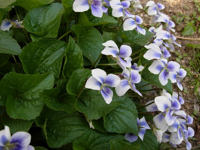 DSCN4752.jpg
