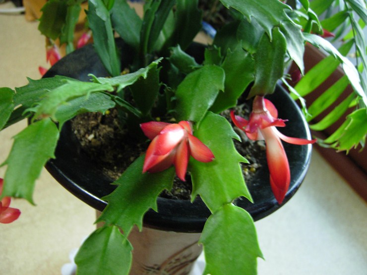 DSCN6691.JPG