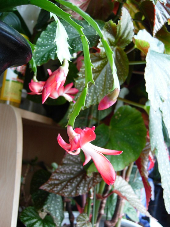 DSCN6694.JPG
