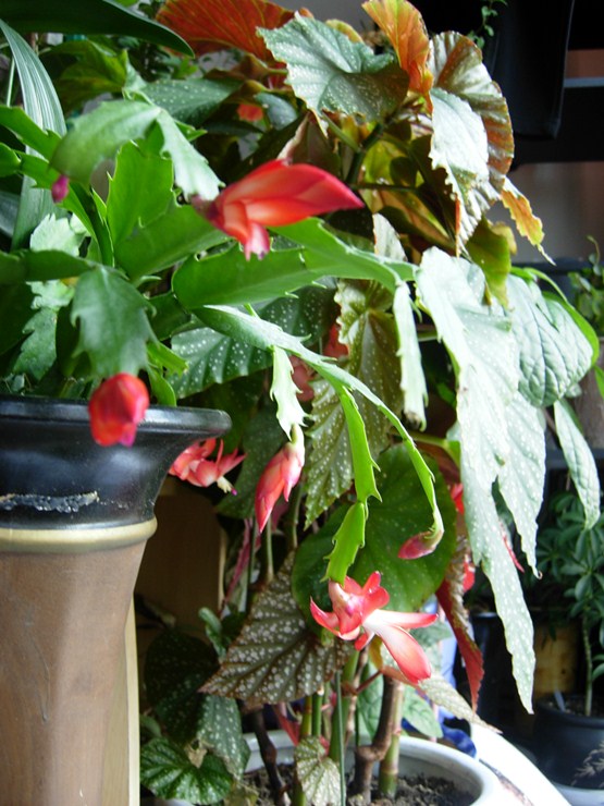 DSCN6695.JPG