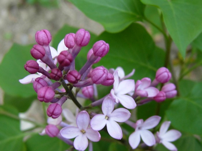 DSCN4837.jpg
