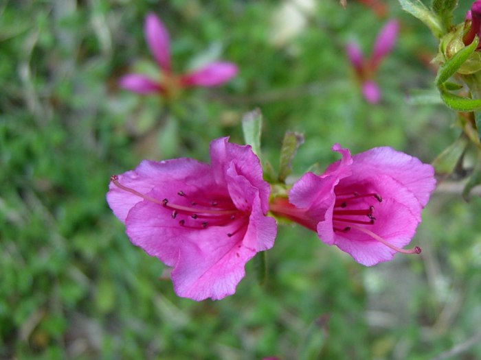 DSCN4841.jpg
