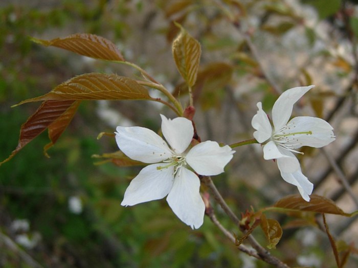 DSCN4914.jpg