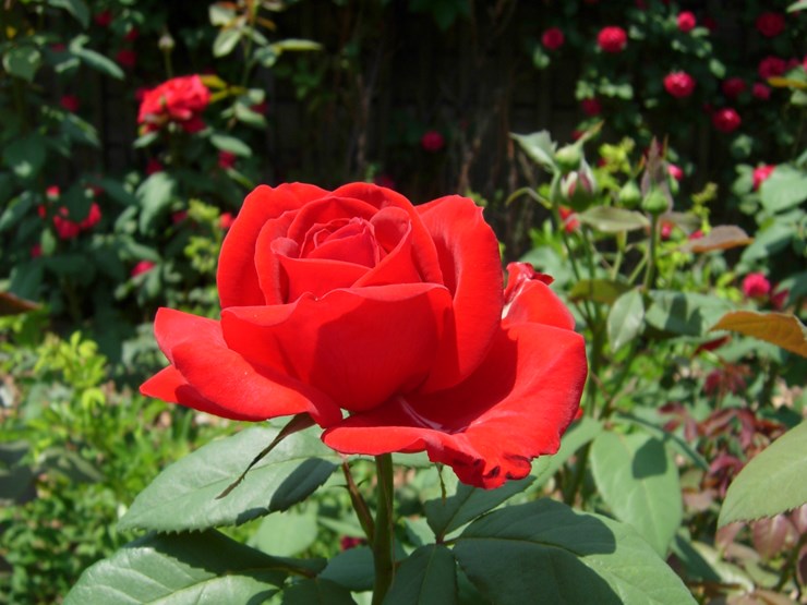 DSCN6940.JPG