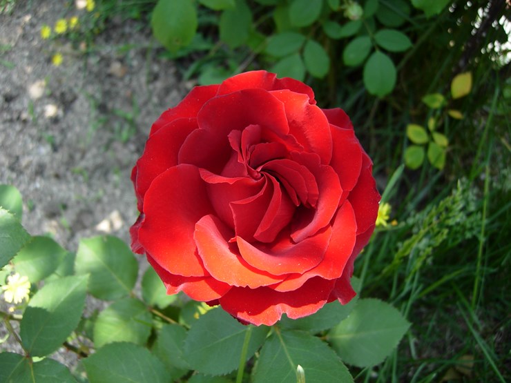 DSCN6942.JPG