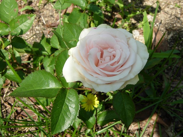 DSCN6946.JPG