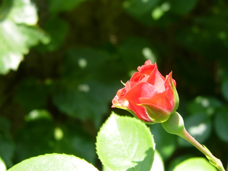 DSCN6960.JPG