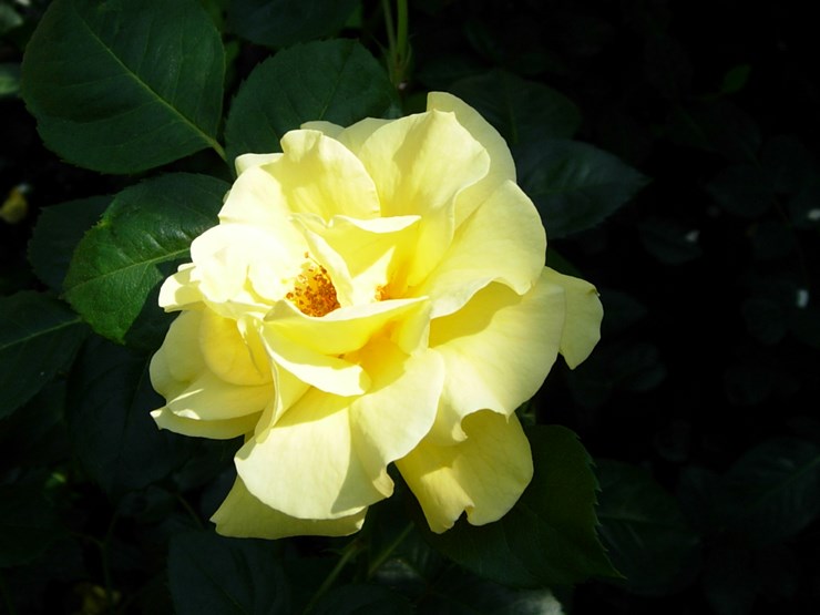 DSCN6963.JPG