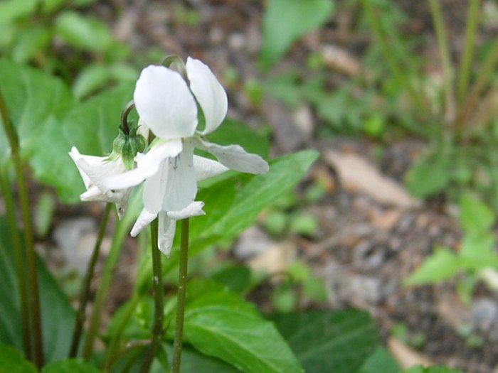 DSCN4940.jpg
