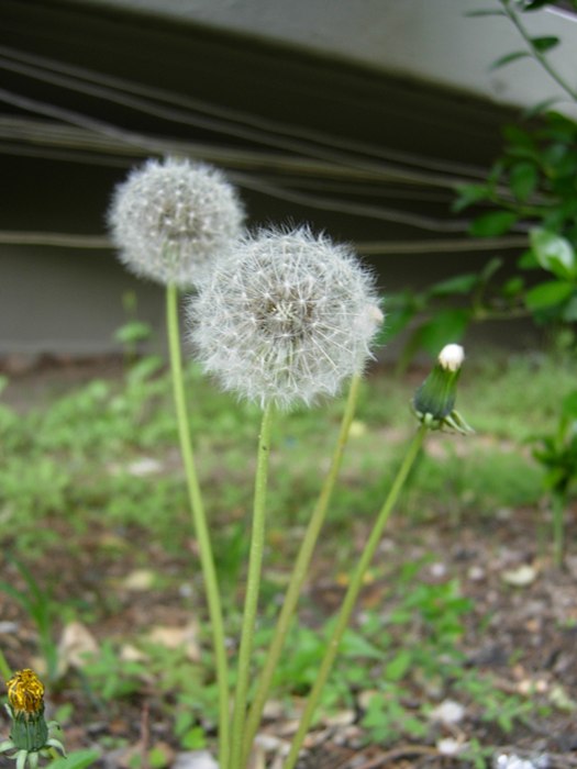 DSCN4941.jpg
