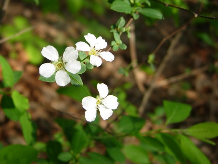 DSCN4947.jpg