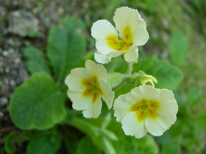 DSCN4952.jpg