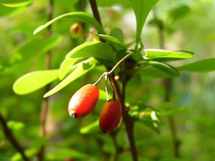 DSCN4965.jpg