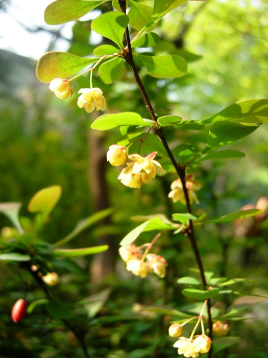 DSCN4966.jpg