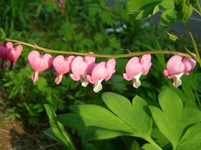 DSCN4971.jpg
