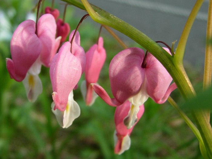 DSCN4974.jpg