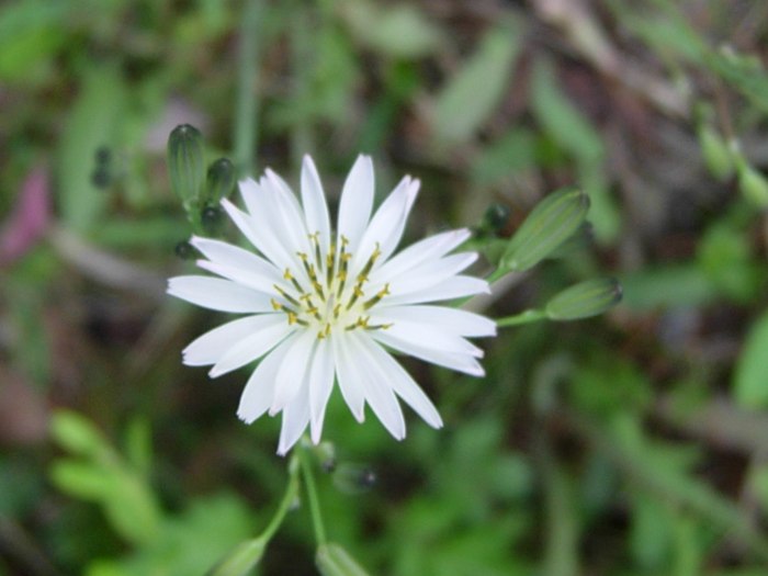 DSCN4977.jpg