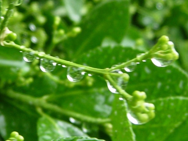 DSCN5038.jpg