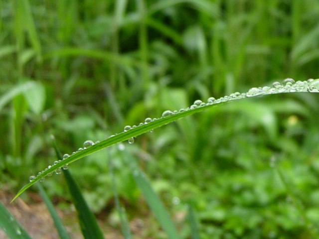 DSCN5064.jpg
