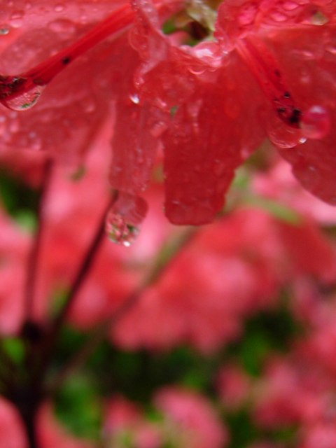 DSCN5071.jpg