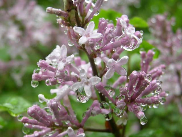 DSCN5085.jpg