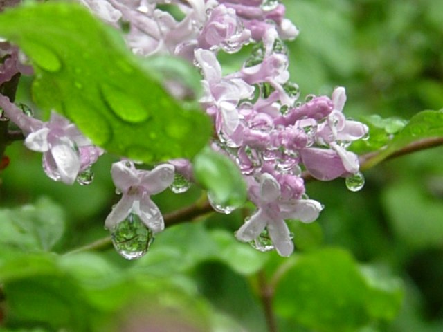 DSCN5100.jpg