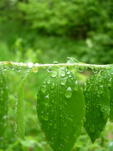 DSCN5108.jpg