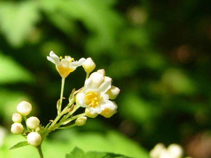 DSCN5119.jpg