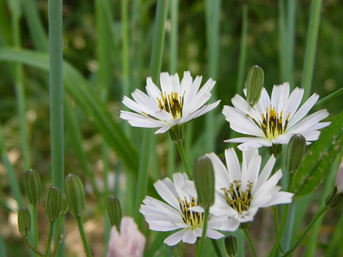 DSCN5127.jpg