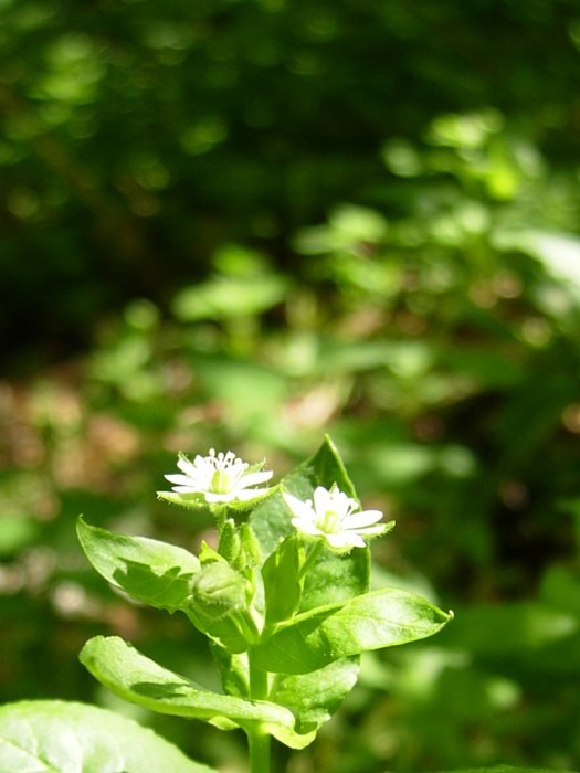 DSCN5137.jpg