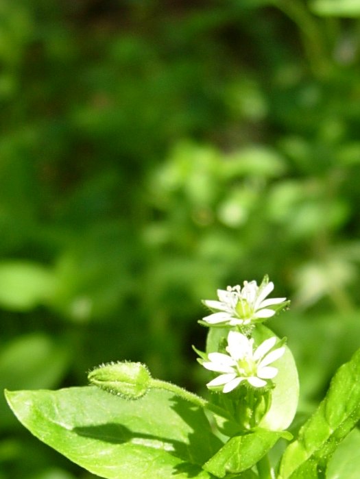 DSCN5138.jpg