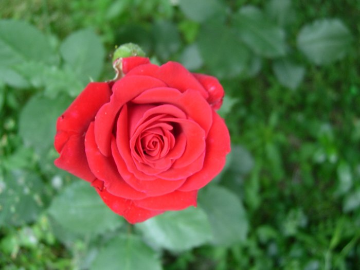 DSCN5281.jpg