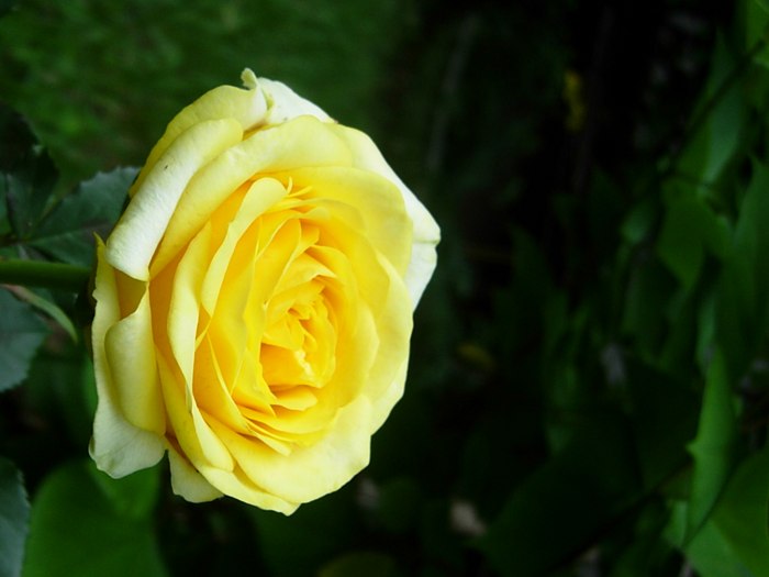 DSCN5293.jpg