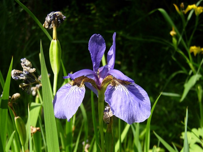 DSCN5297.jpg