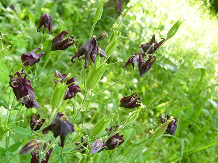 DSCN5313.jpg