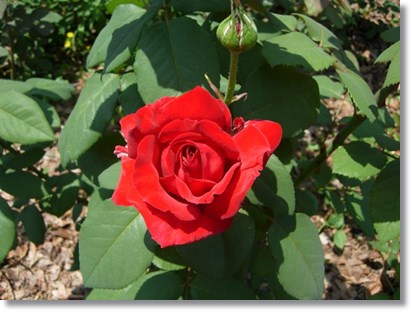 DSCN6939.JPG