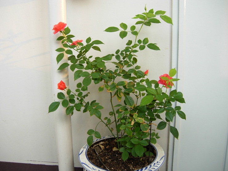 21-10-1 017.JPG