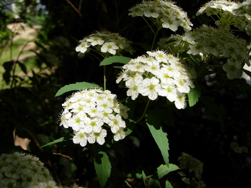DSCN0030.JPG