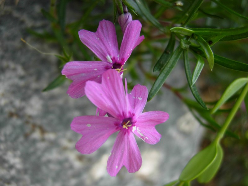 DSCN0036.JPG