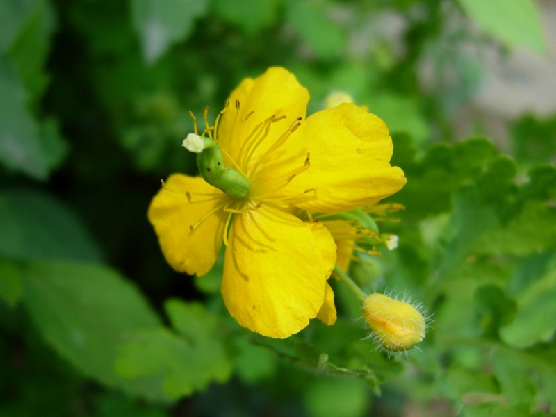 DSCN0041.JPG